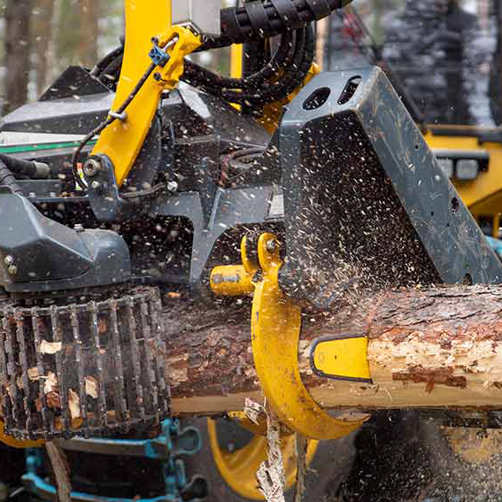 Forestry harvester head processing felled logHarvesting head handling timber in forest work